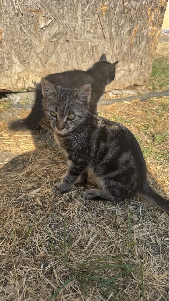 Віддам безкоштовно кошеня (дівчинка)
