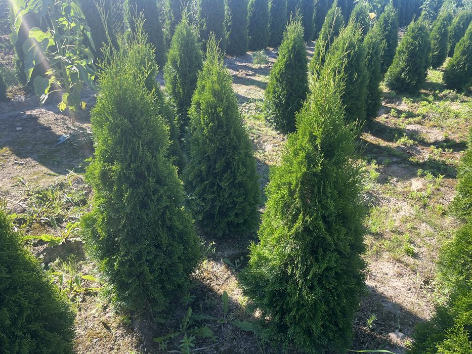 Sprzedam Tuje Szmaragd - ok 130 cm. kopane z gruntu