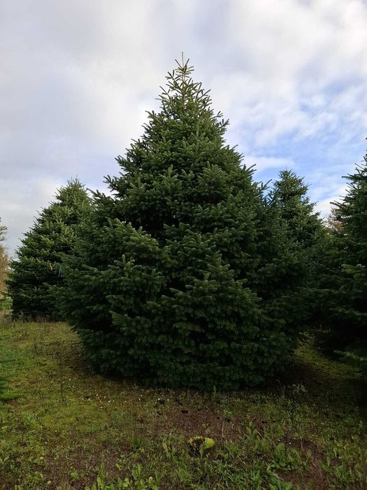Jodła Kaukaska Cięta 400-500 cm lub w donicy 100-180 cm/ TuChoinki.pl