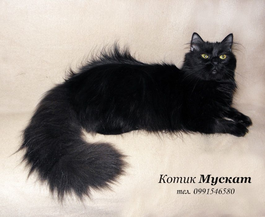Прекрасный крупный пушистый черный котик Мускат. Кастрирован.