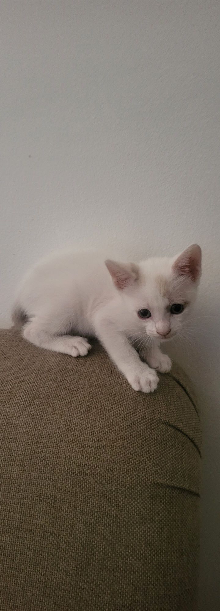 Gatinha para adoção ⁷