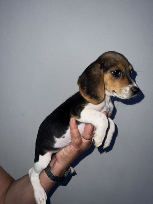 Beagle tricolor Femea