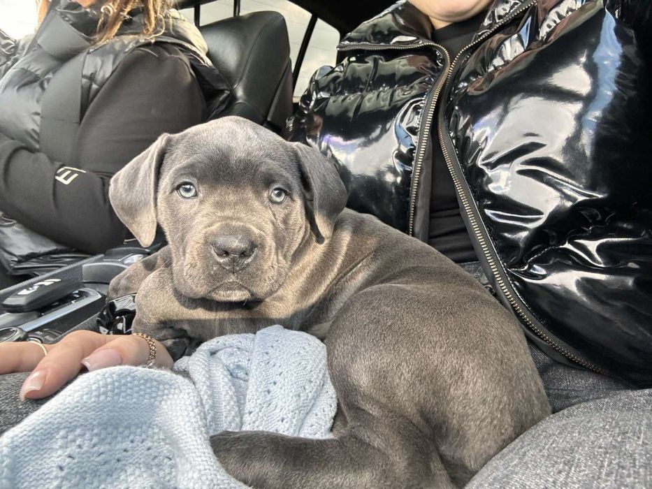 Порода собаки Кане корсо