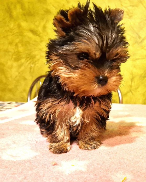 york śliczna mała sunia