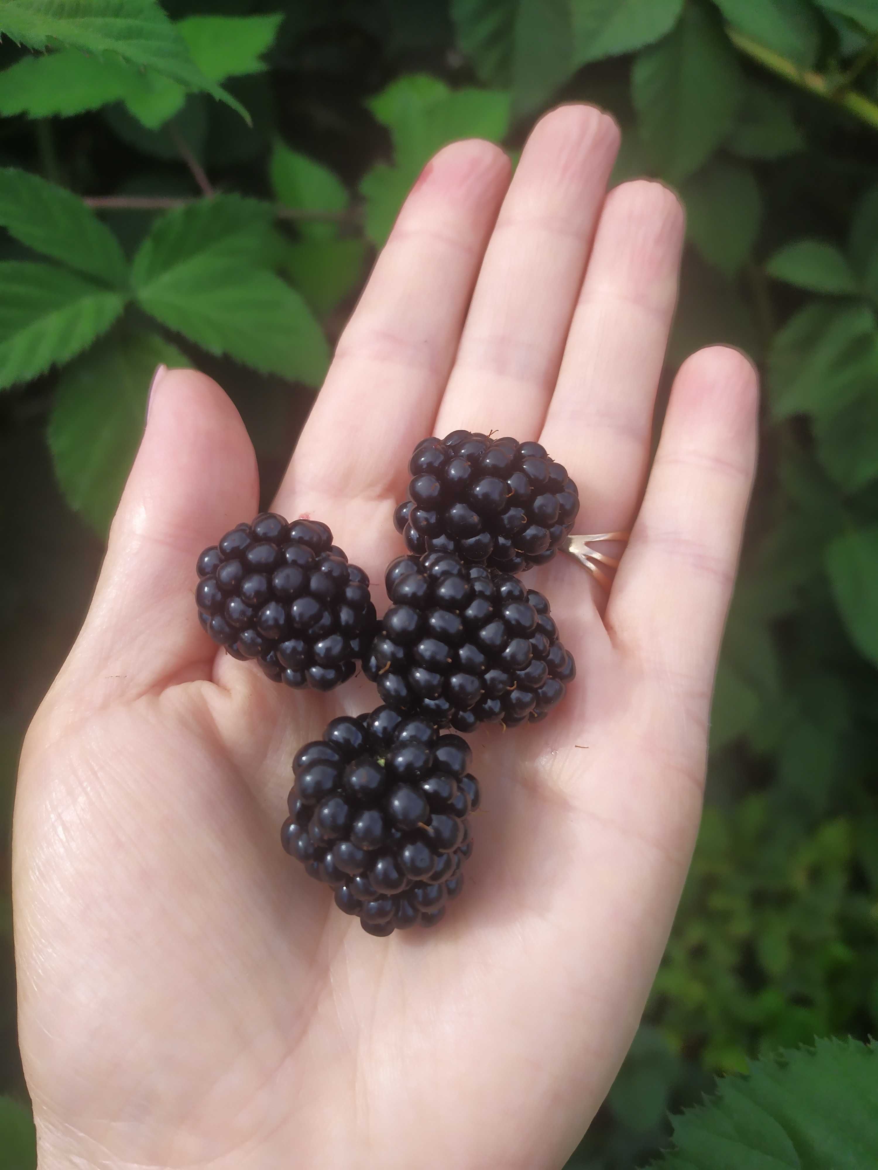 Продам 2-летний куст ежевики