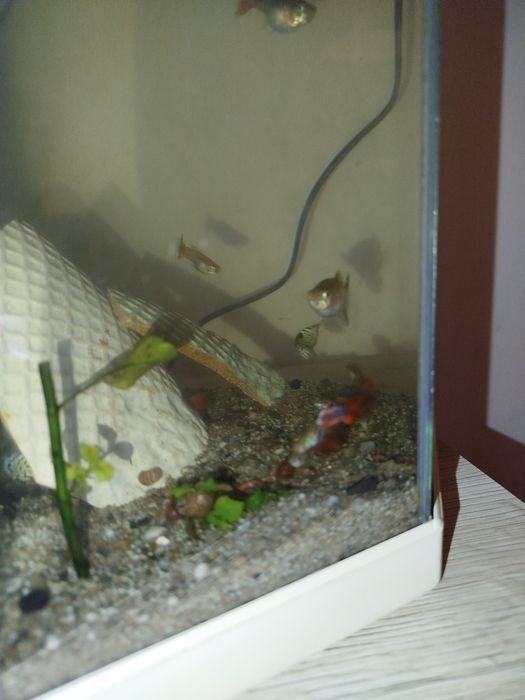 Vários guppys para venda criaçao própria