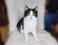 Неймовірна пампушечка-кішечка Моллі (6 міс), кошеня, кішка, кошка