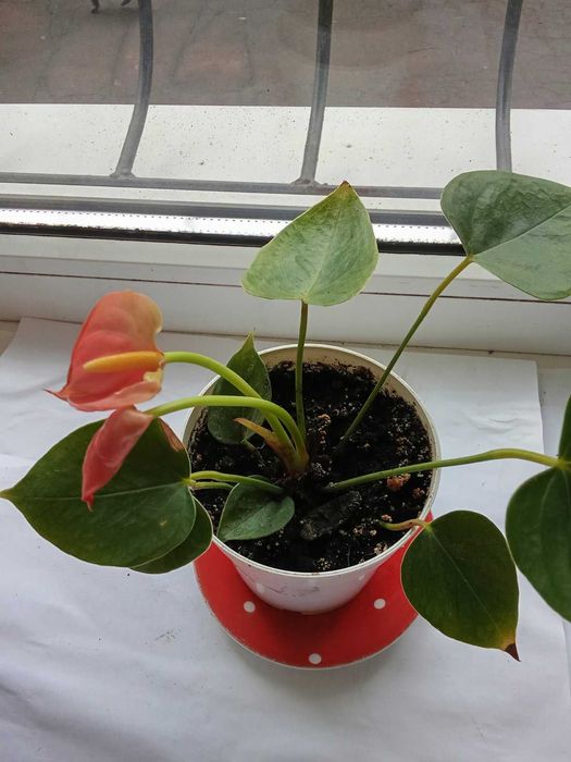 Антуриум розовый