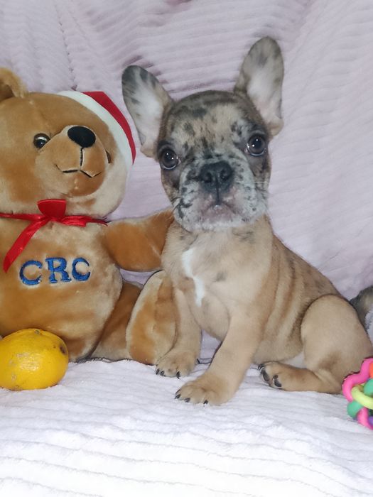 Щенки французики