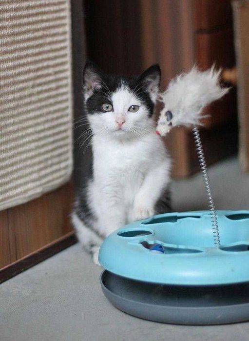 Malutka, niezwykle ujmująca Leosia do adopcji