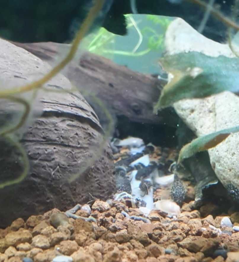Ancistrus comuns e albinos juvenis