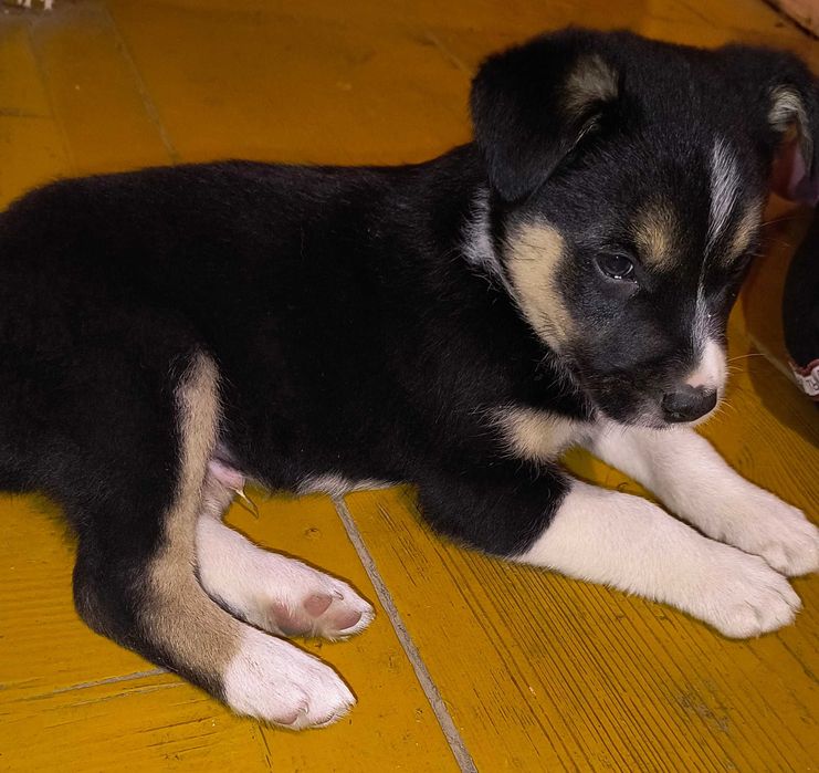 Oddam szczenięta! Matka mieszaniec labradora