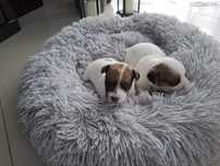 Jack Russell Terrier suczka