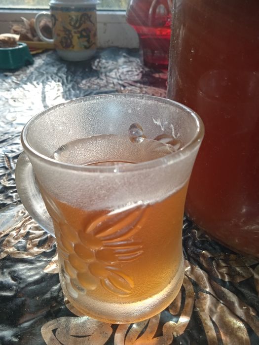 Чайный гриб камбуча недорого.