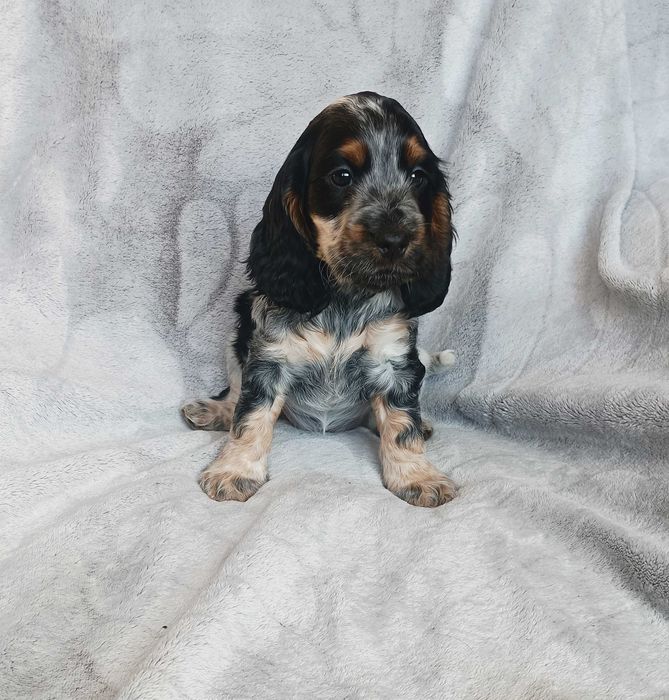 Cocker spaniel angielski