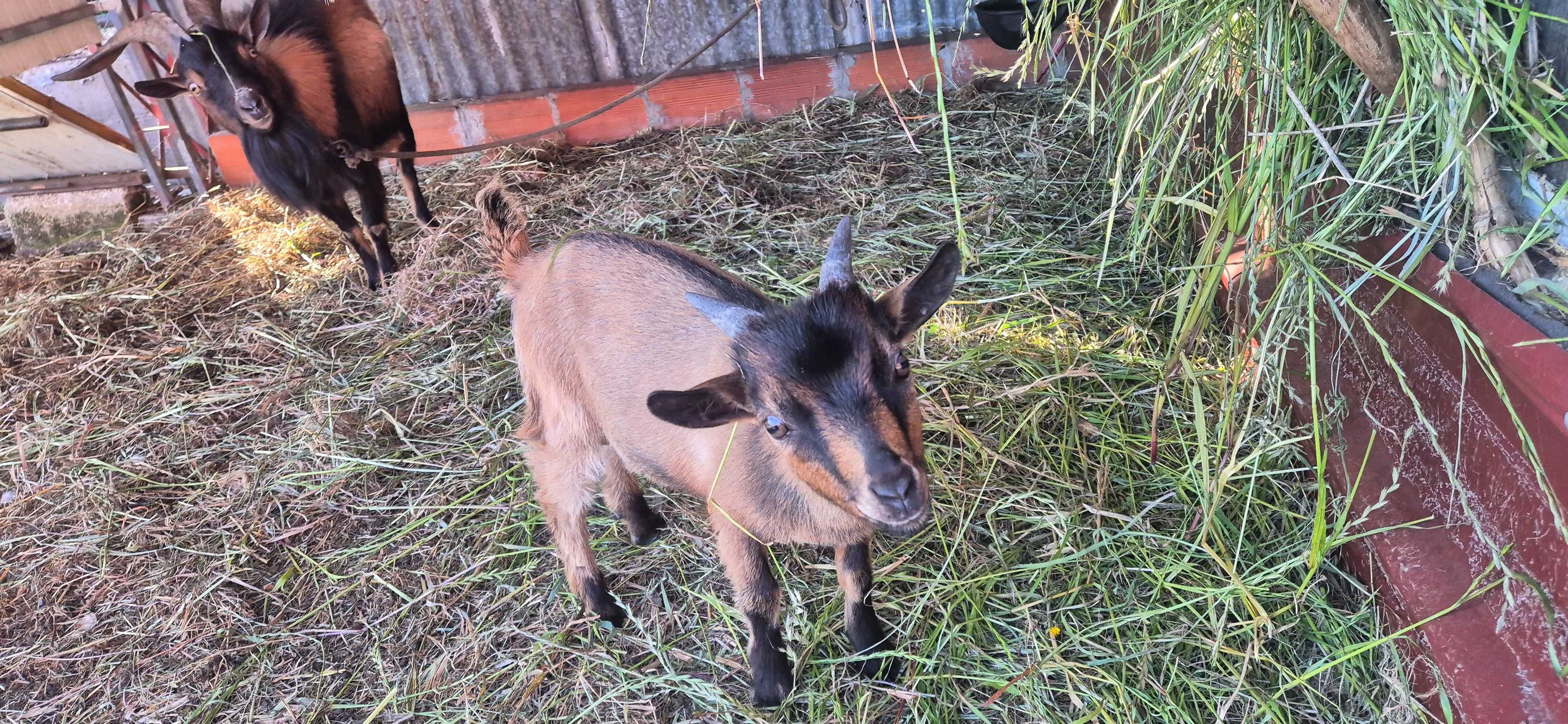 Vendo cabritas anãs (chibo)