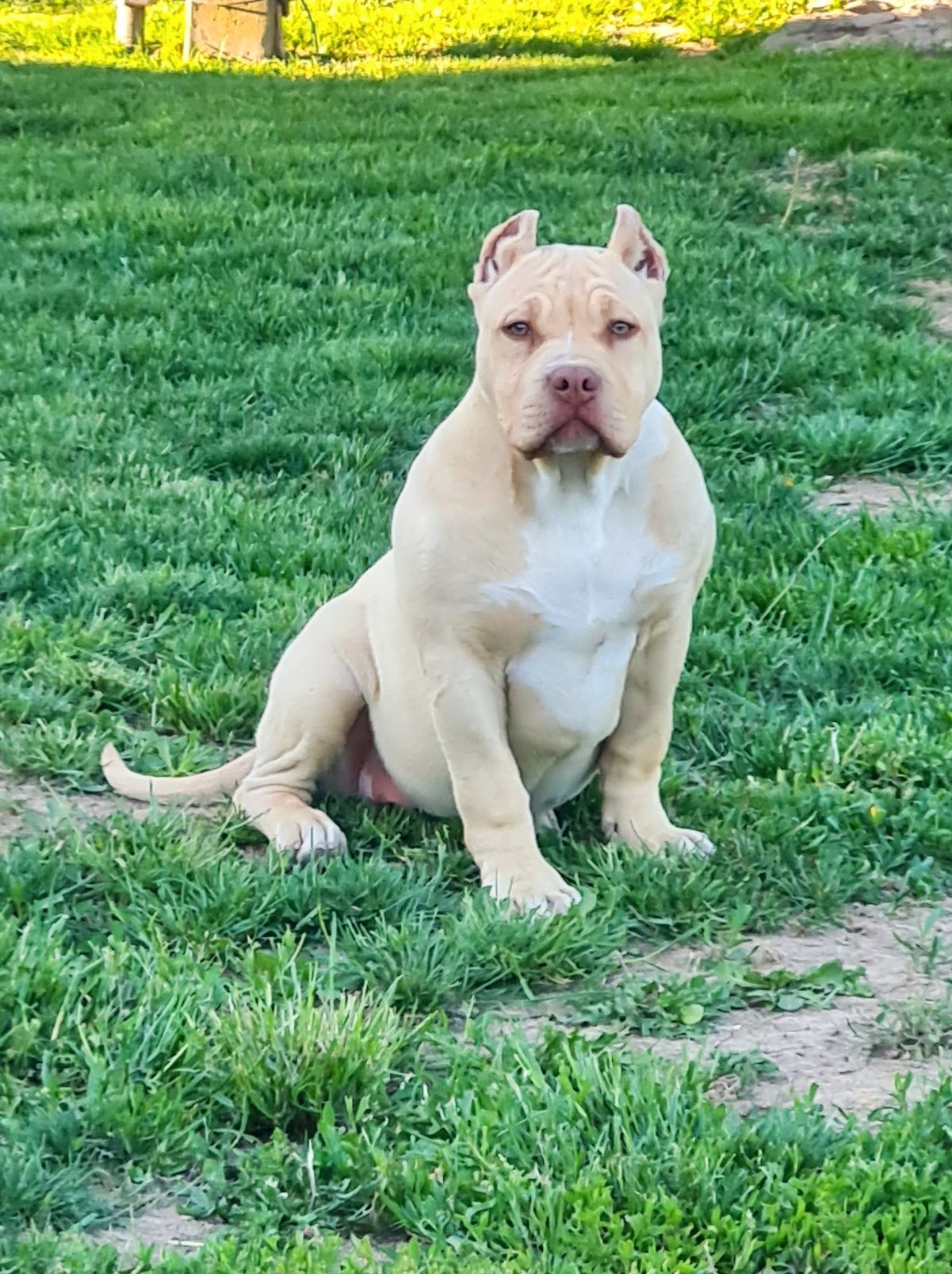 American Bully Xl suczka