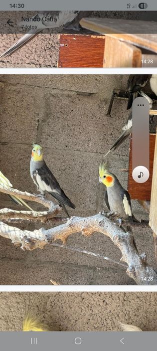 Tenho caturra canários  periquitos