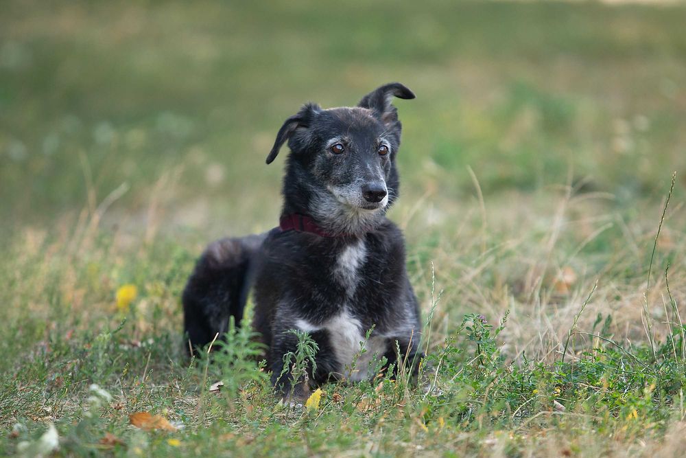 Віддам в добрі руки лагідну собаку Агірру.