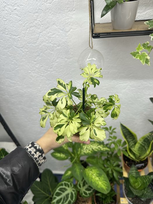 кімнатні квіти рослини