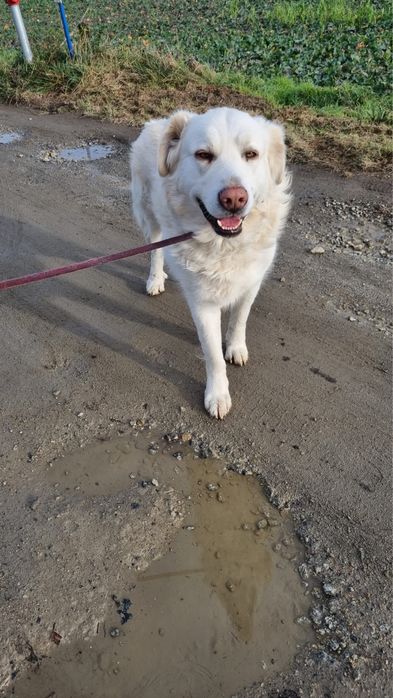 Owczarek Podhalański