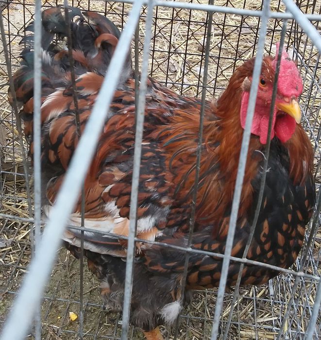 Продам домашні півні кури,гуси.