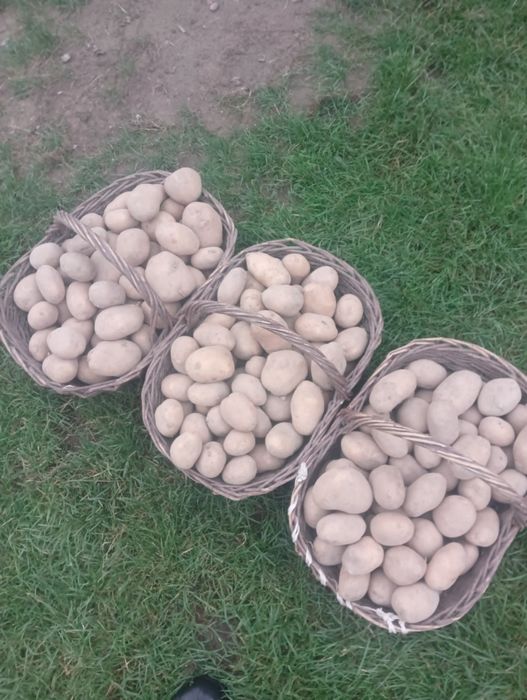 Sprzedam ziemniaki ekologiczne