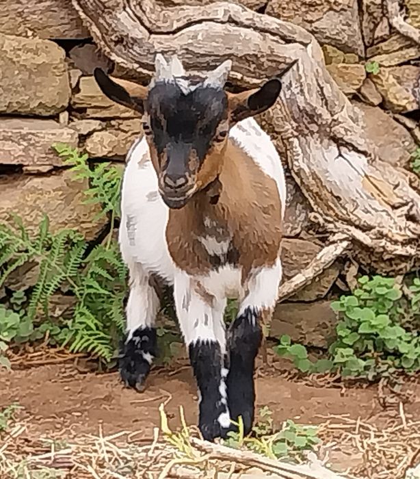Cabras micro anãs