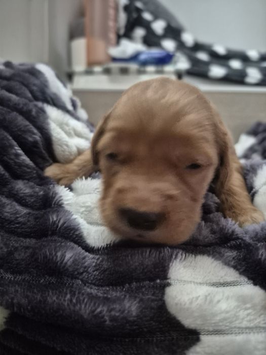 Golden Retriver ciemnozłota suczka  do odbioru po 7 stycznia