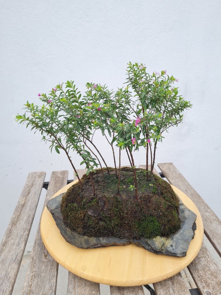 Florestas Bonsai
