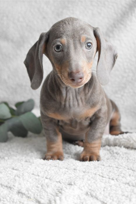 Teckel macho pronto para entrega