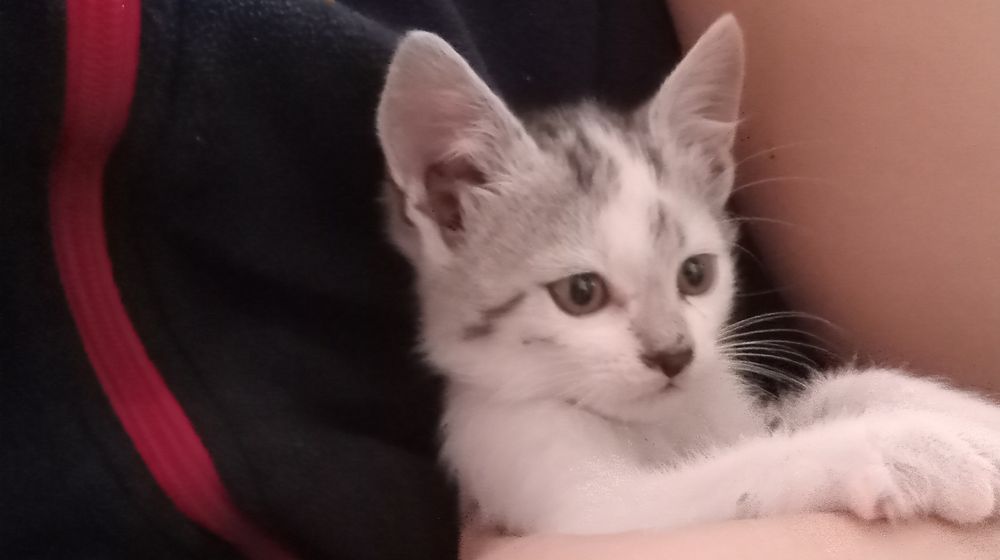 Маленький котик шукає свою людину