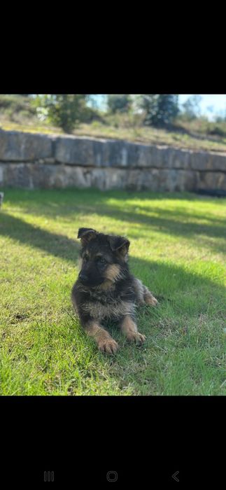 Pastor alemão pêlo curto