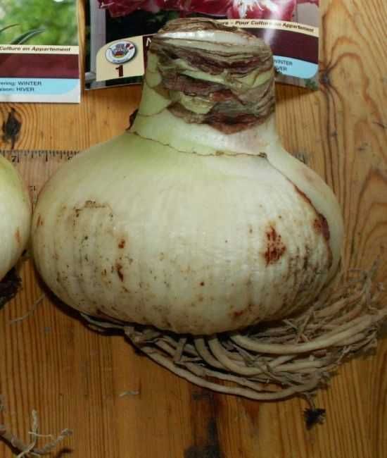Amarylis zwartnica hippeastrum pełna Exotic Nymph cebula za 39 zł