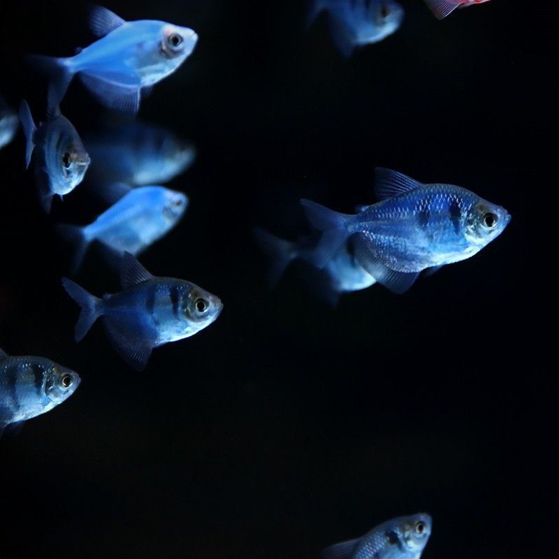 Тернеція гло (7 кольорів) рибка акваріумна