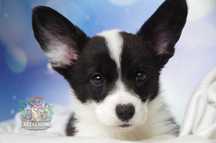 Welsh Corgi Cardigan suczka dziewczyn SunniWink DO ODBIORU