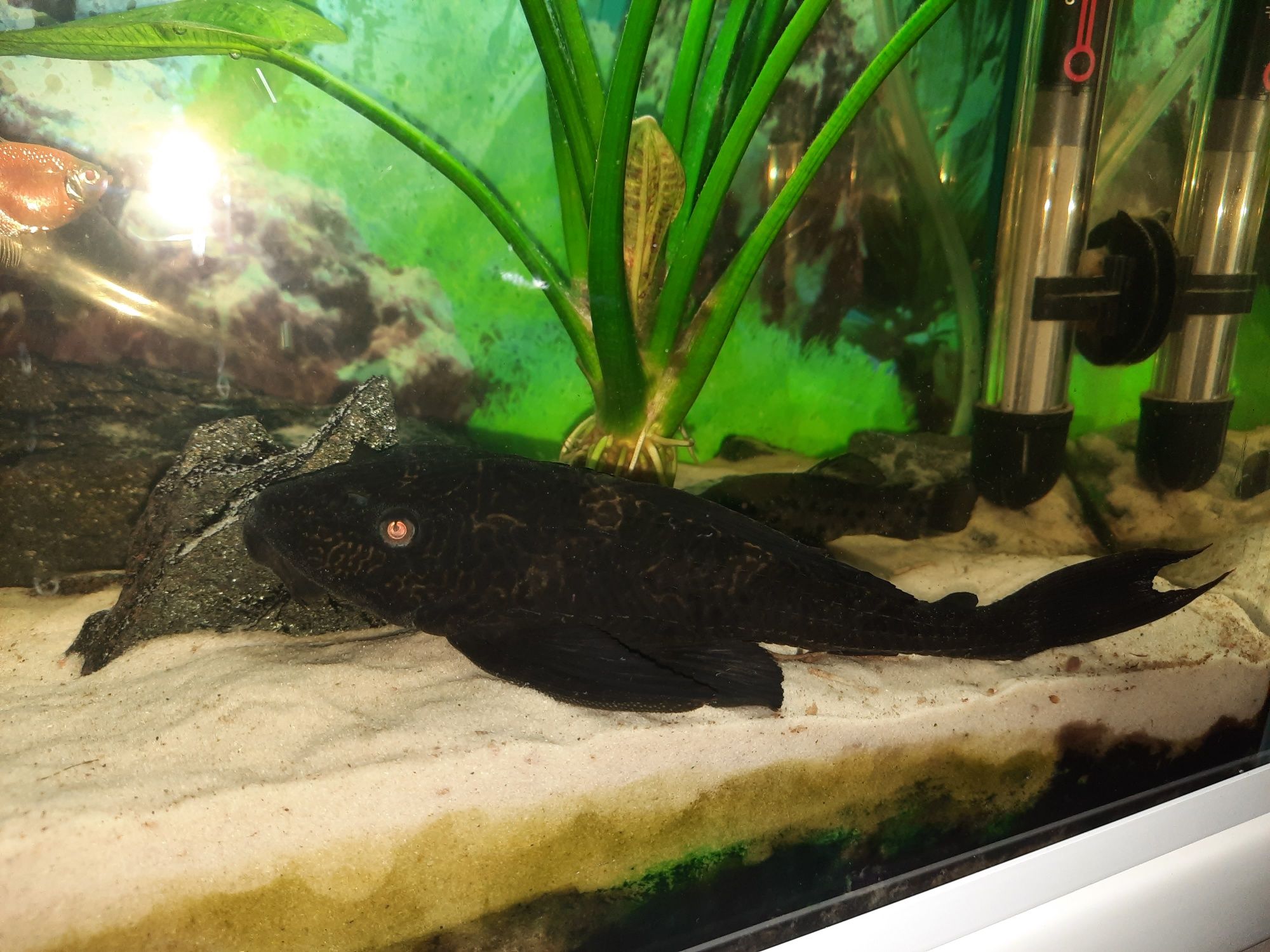 Sprzedam Glonojada około 20cm