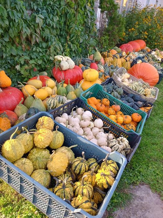 Dynie ozdobne i jadalne