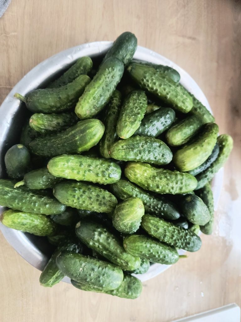 Ogórki gruntowe z przydomowego ogródka