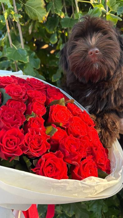 Хаванез. Дівчинка