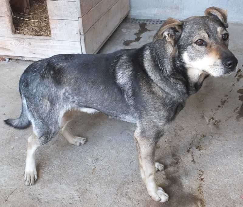 KIERAS pies średniej wielkości, wilczasty czeka na adopcję