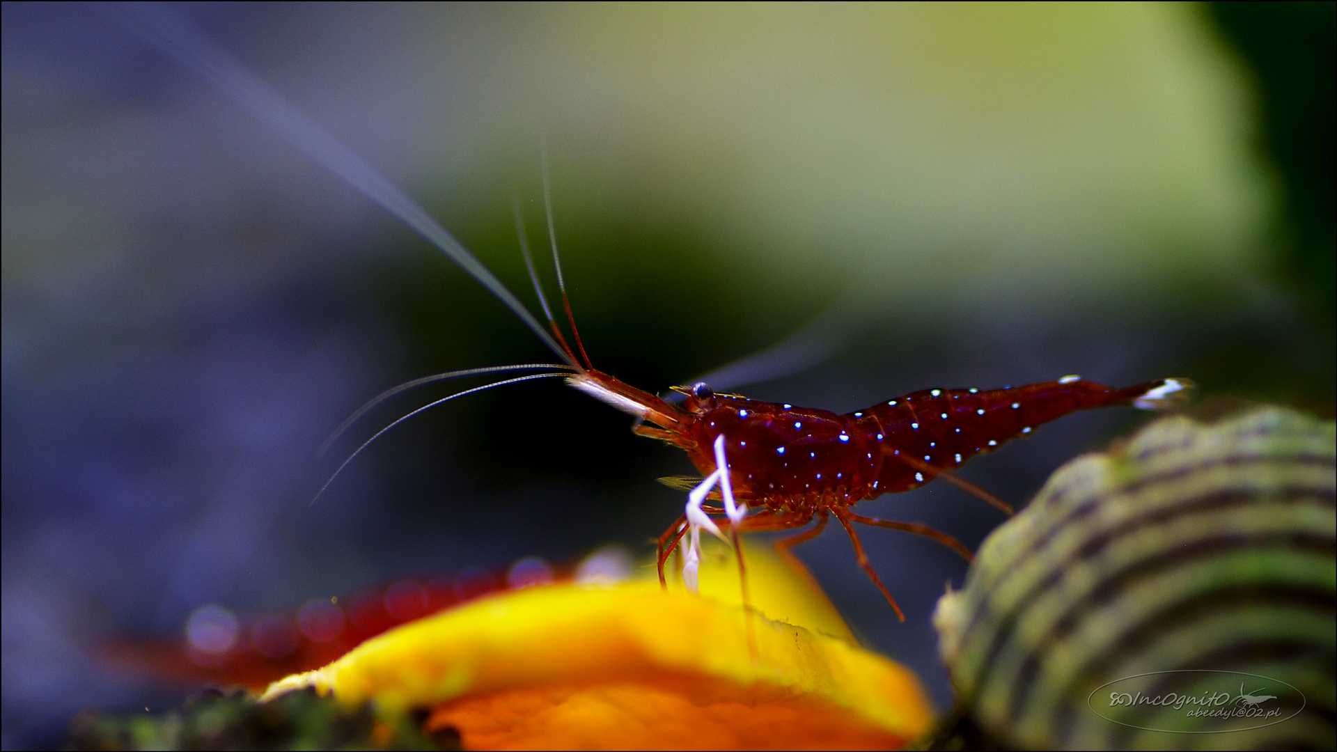 Obiektyw Tamron SP 90mm 1:2,8 Di Macro 1:1 Nikon