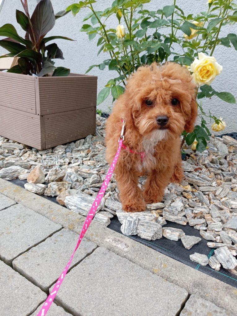 Suczka Maltipoo F1 b.