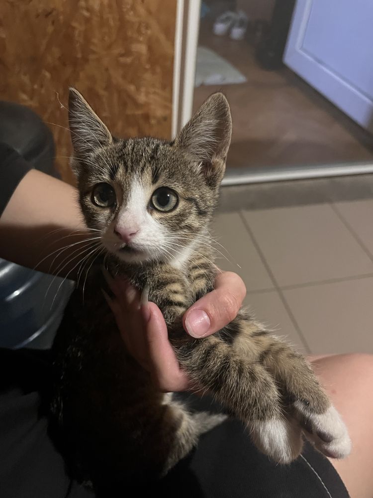котики и собачки