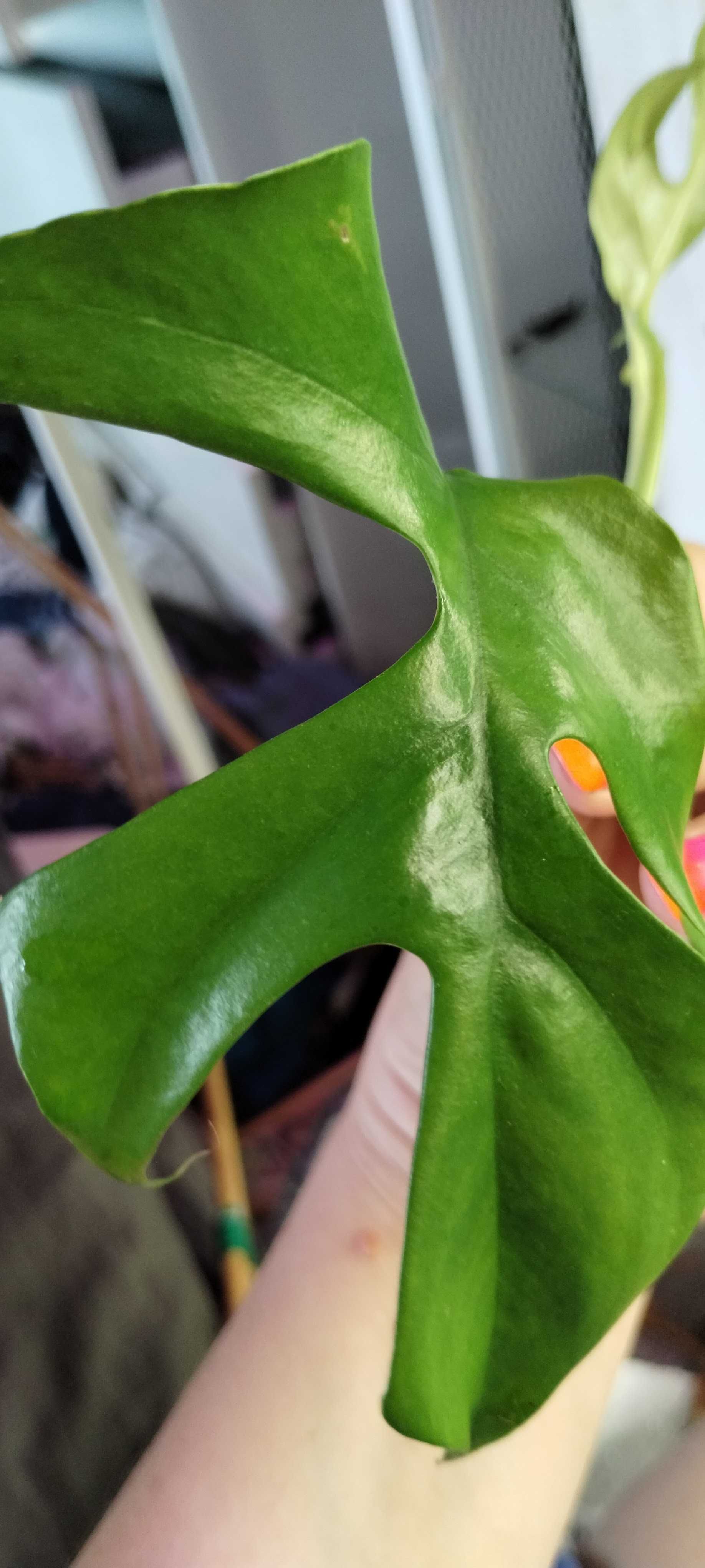 monstera piccolo/minima raphidophora tetrasperma 2listny szczyt