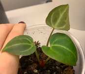 Anthurium Basilisk x HURC (sadzonka nr 2)
