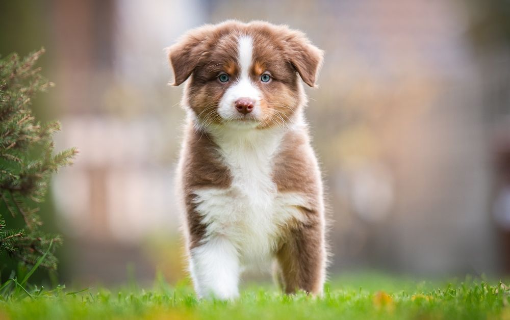 Owczarek australijski (typ amerykański) - Piesek Red Tri