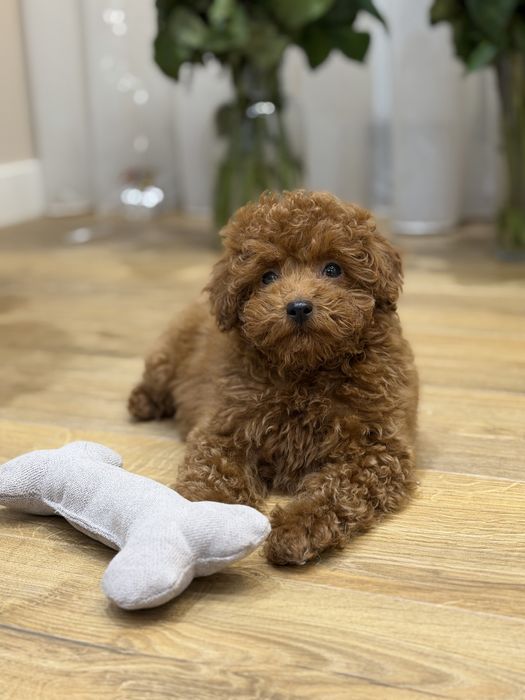 Той пудель мальчик ред браун