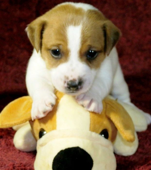 Джек Рассел терьер с документами клуба КСУ