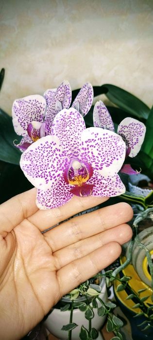 Детки орхидеи Биг липа Покахонтас, Сезам Ред, Калейдоскоп трилипс